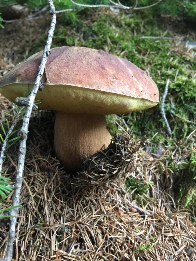Frühstückspension Diele *